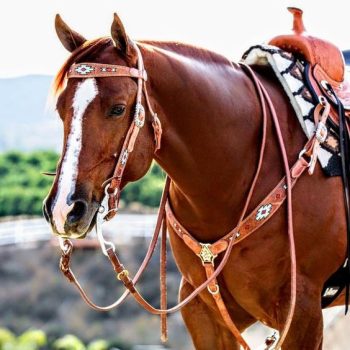 Western lófelszerelés