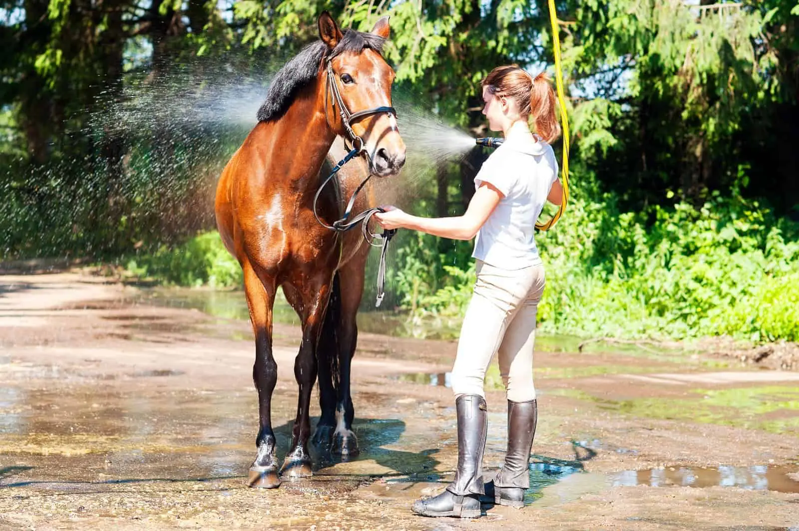 A lovak ideális gondozása a nyári hónapokban
